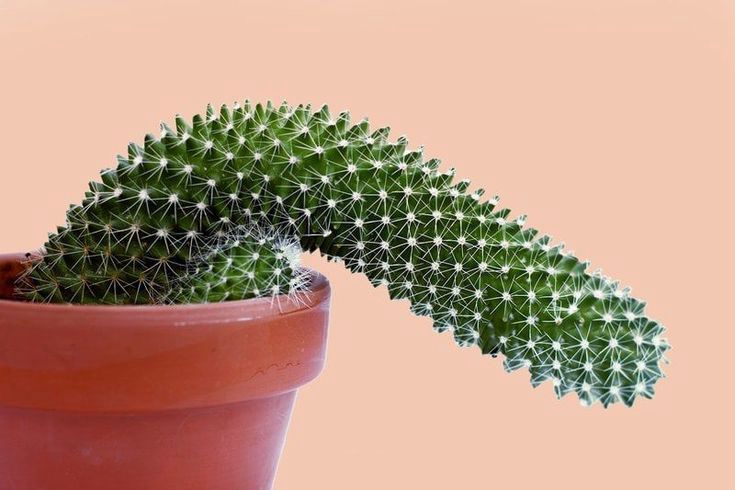 Disfunción eréctil: lo que debes saber (y cómo hablarlo sin tabúes)